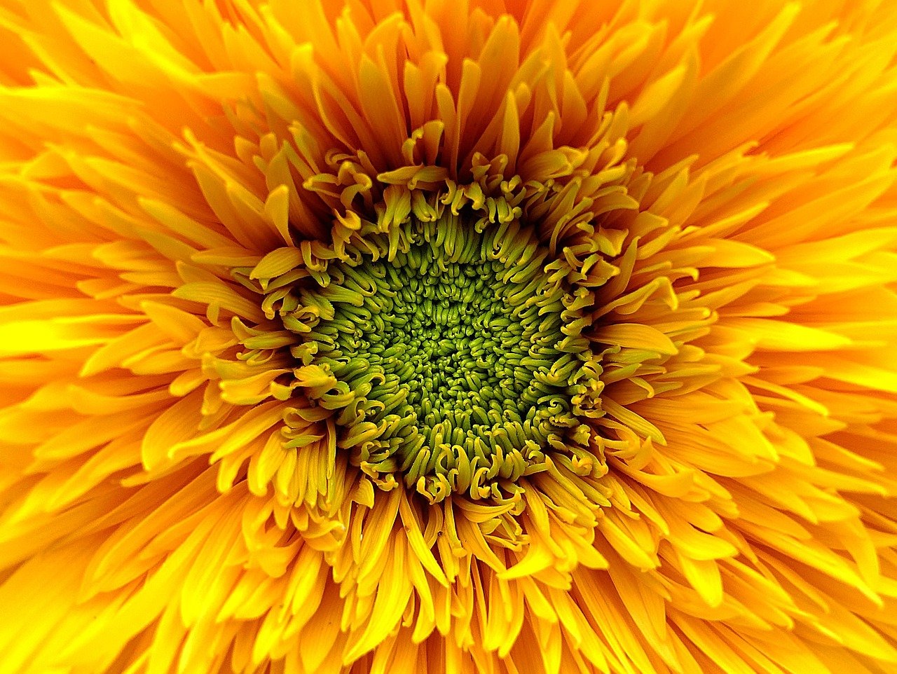 sunflower, flower, yellow, orange, green, bloom, summer, opening, blossom, floral, petal, bright, bouquet, open, orange flower, orange summer, flower wallpaper, flower background, orange sunflower, sunflower, sunflower, sunflower, sunflower, nature, beautiful flowers, sunflower, bouquet, bouquet